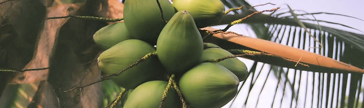 Coconuts